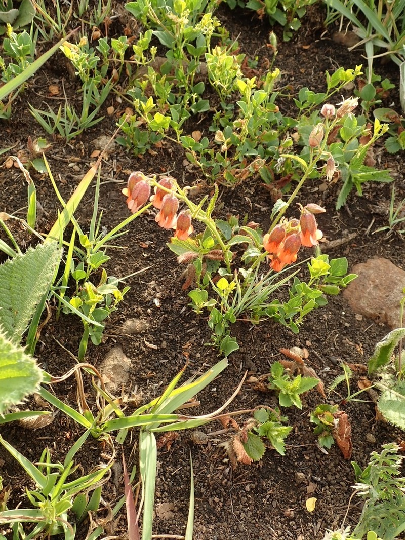 Hermannia cristata