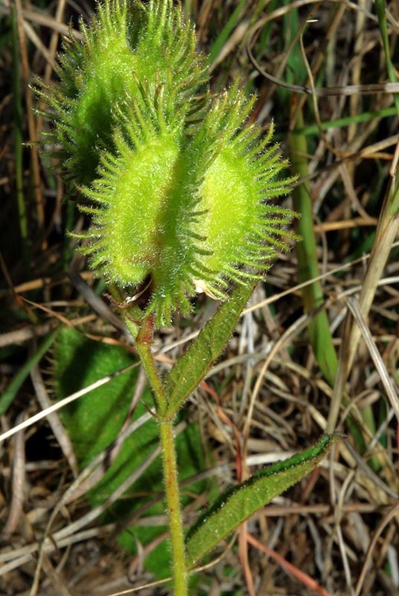 Hermannia cristata photo 2
