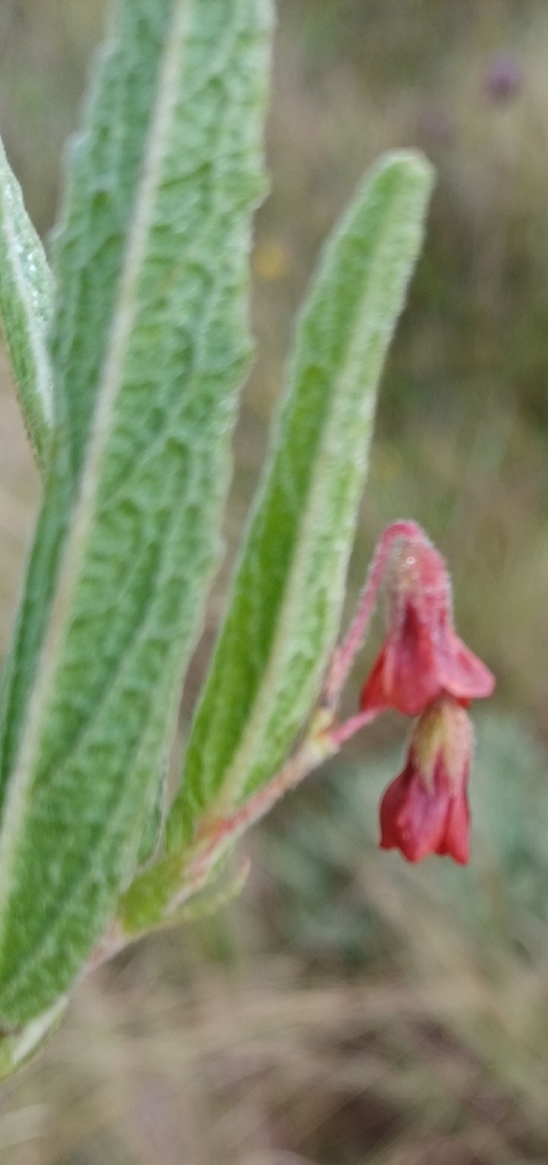 Hermannia cristata photo 3