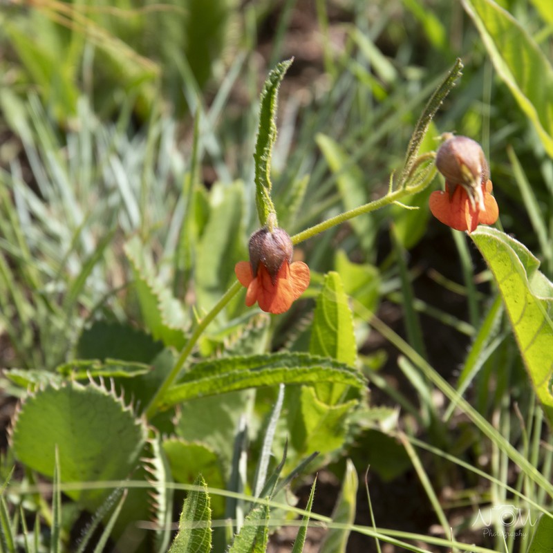 Hermannia cristata photo 4