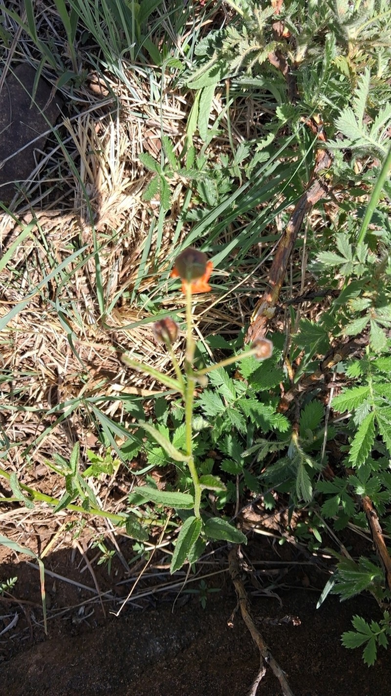 Hermannia cristata photo 5