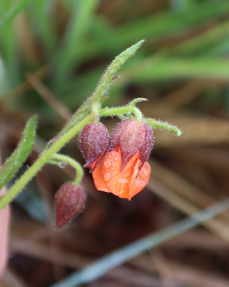 Hermannia cristata photo 6