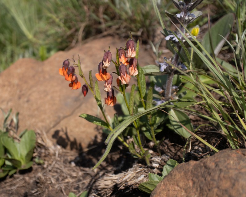Hermannia cristata photo 7