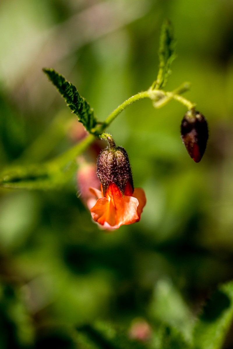 Hermannia cristata photo 8