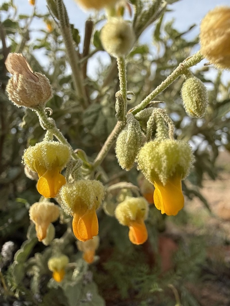 Hermannia cuneifolia