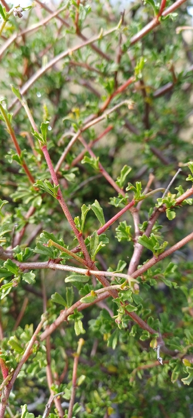Hermannia cuneifolia photo 2