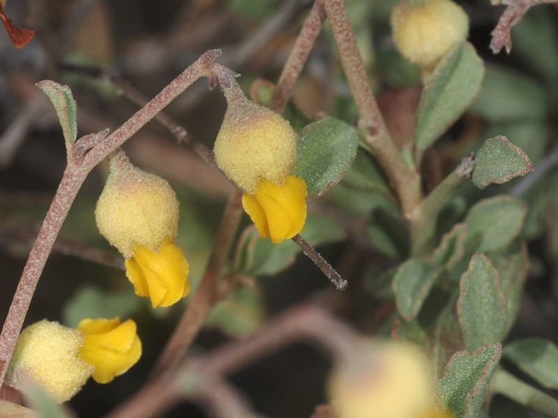 Hermannia cuneifolia photo 3