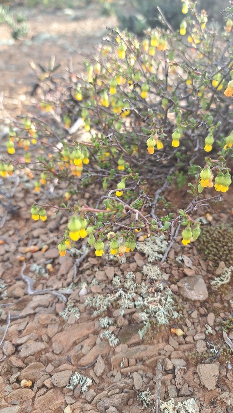 Hermannia cuneifolia photo 4