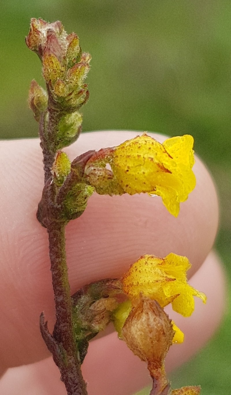 Hermannia cuneifolia photo 5