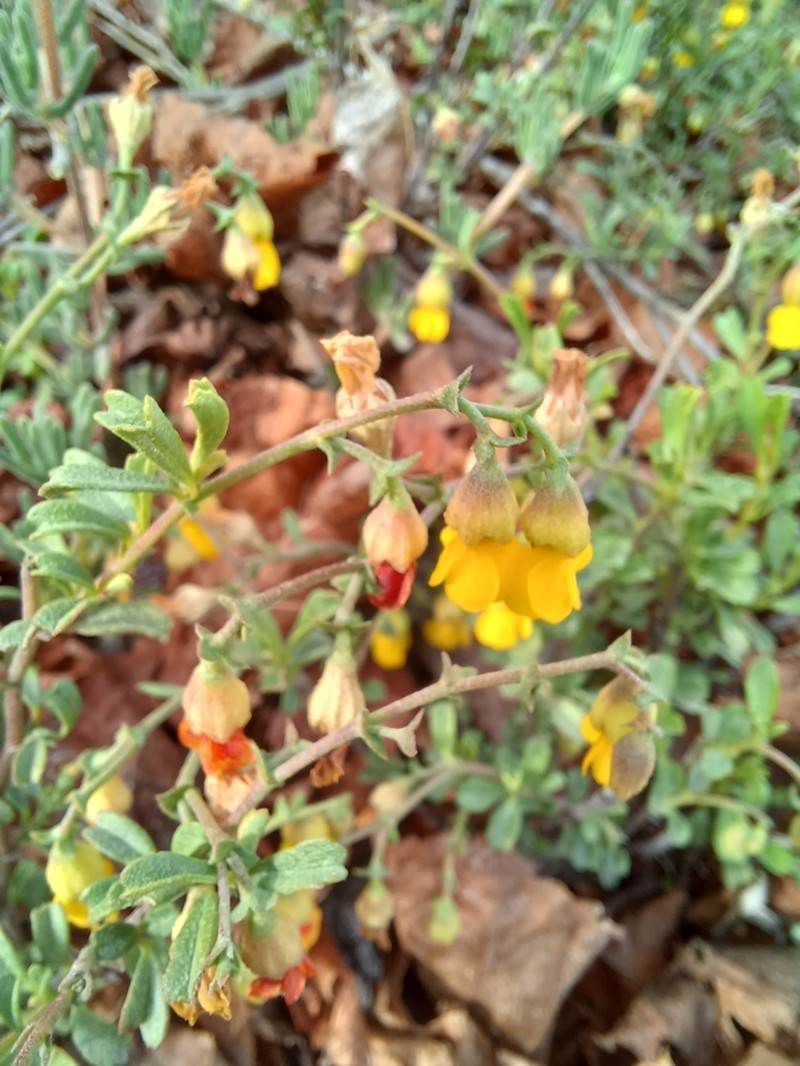 Hermannia cuneifolia photo 6