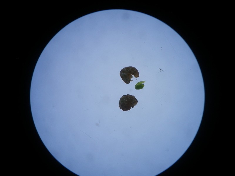 Hermannia cuneifolia photo 7