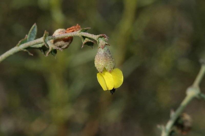 Hermannia cuneifolia photo 8