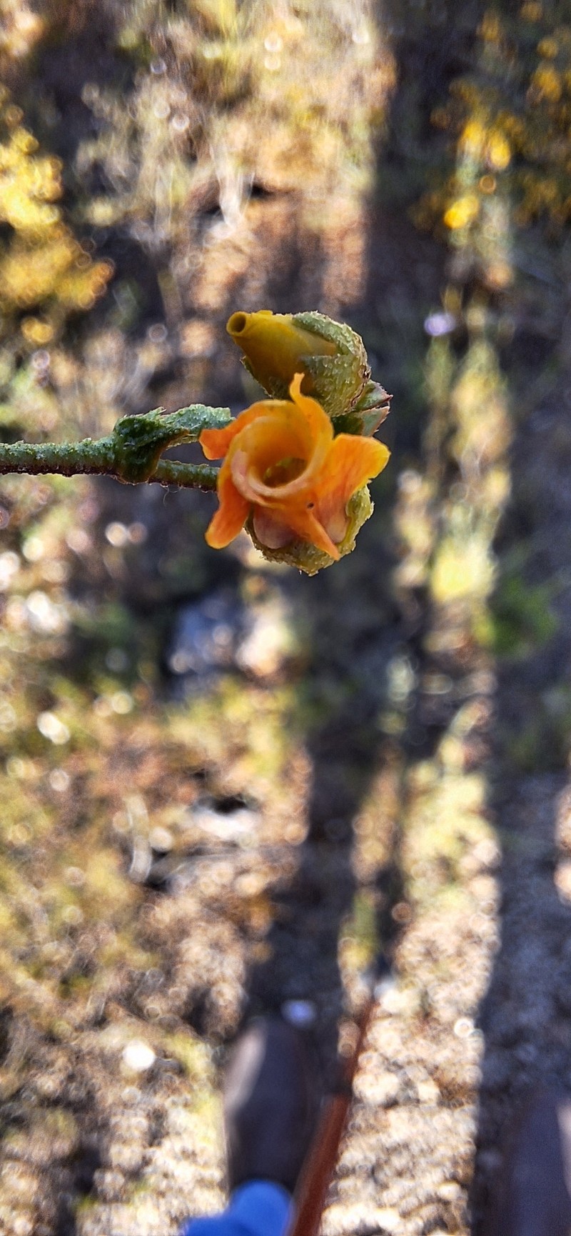 Hermannia cuneifolia var. cuneifolia