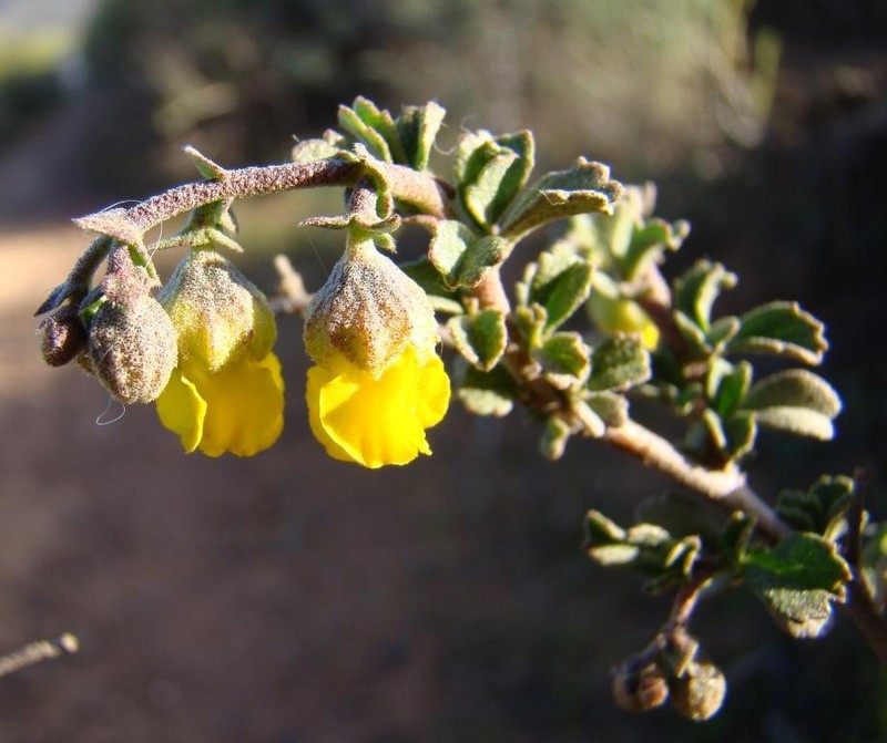 Hermannia cuneifolia var. cuneifolia photo 2