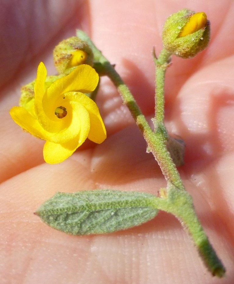 Hermannia cuneifolia var. cuneifolia photo 3