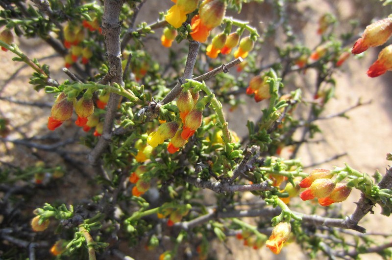 Hermannia cuneifolia var. cuneifolia photo 4