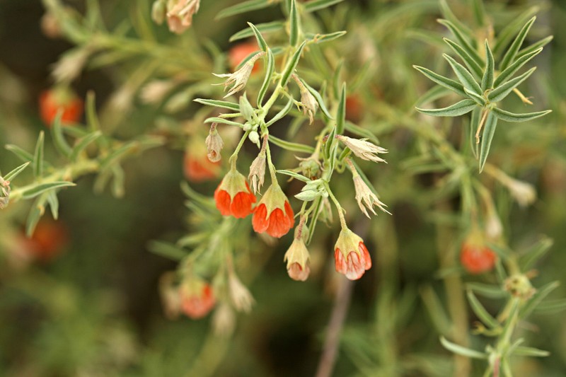 Hermannia damarana photo 2