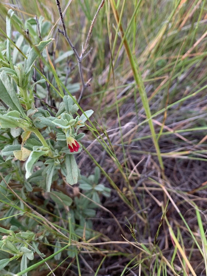 Hermannia damarana photo 3
