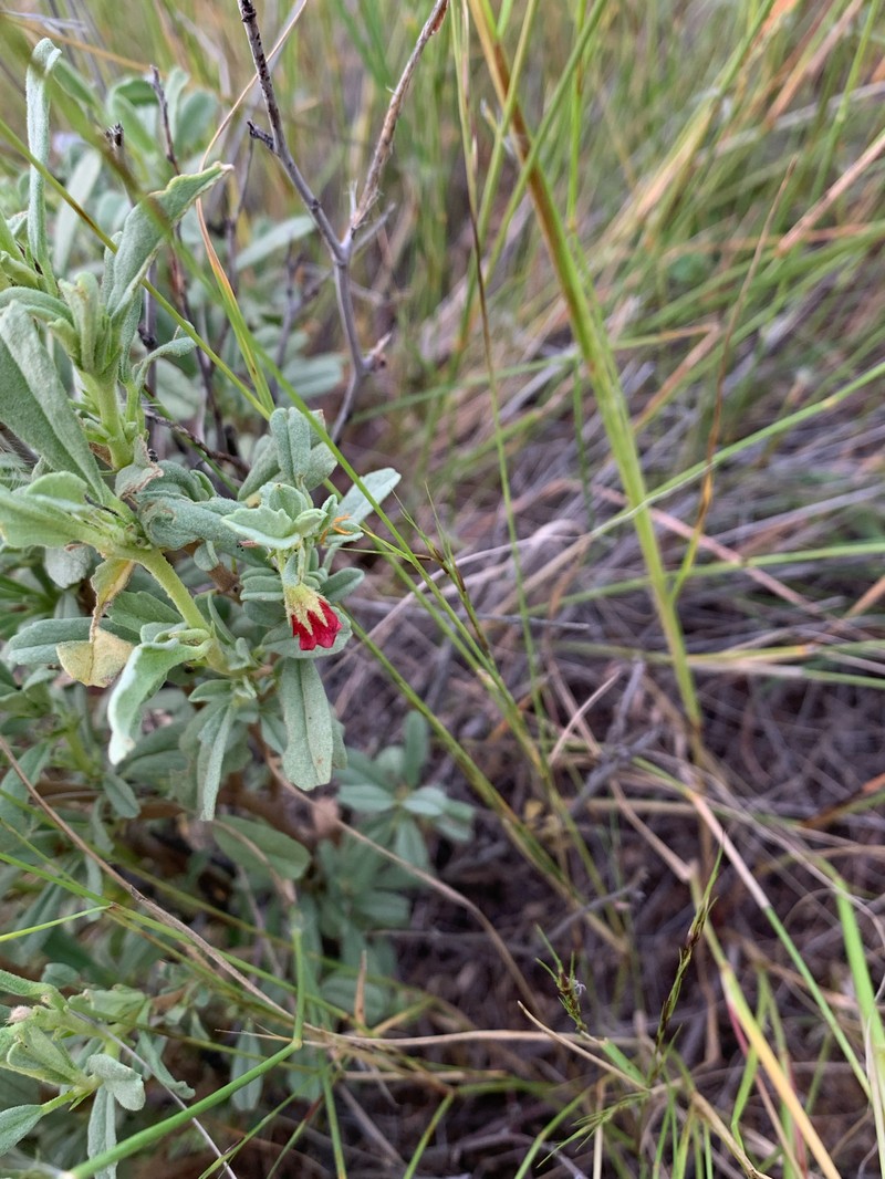Hermannia damarana photo 4