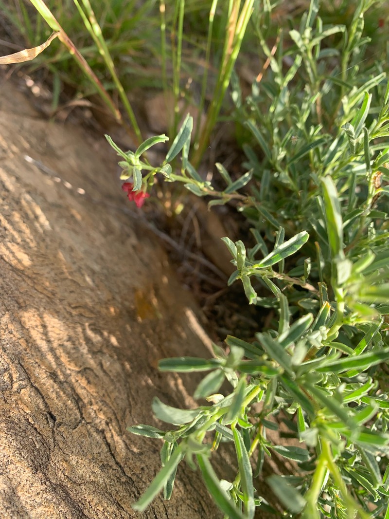 Hermannia damarana photo 5