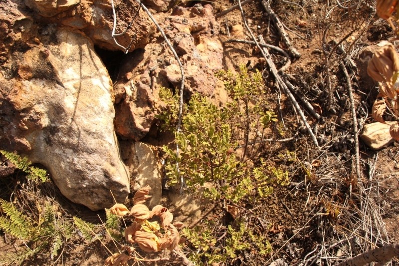 Hermannia decipiens