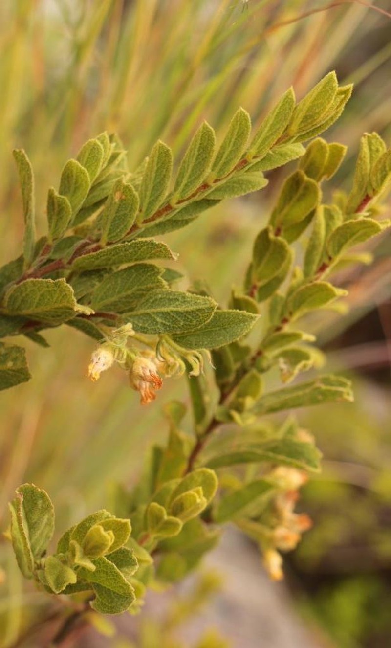 Hermannia decipiens photo 2