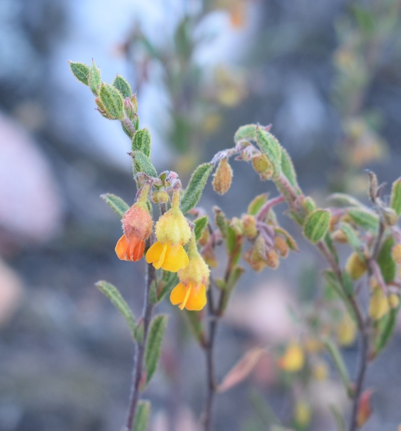 Hermannia decipiens photo 3