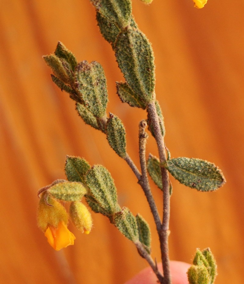 Hermannia decipiens photo 4
