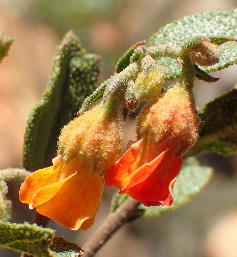 Hermannia decipiens photo 5