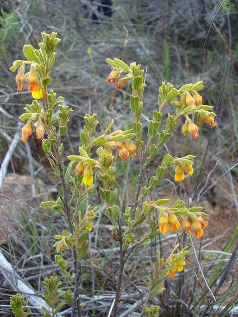 Hermannia decipiens photo 6