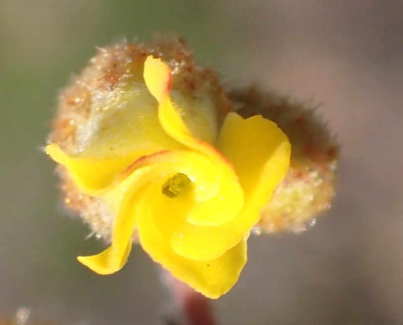 Hermannia decipiens photo 7