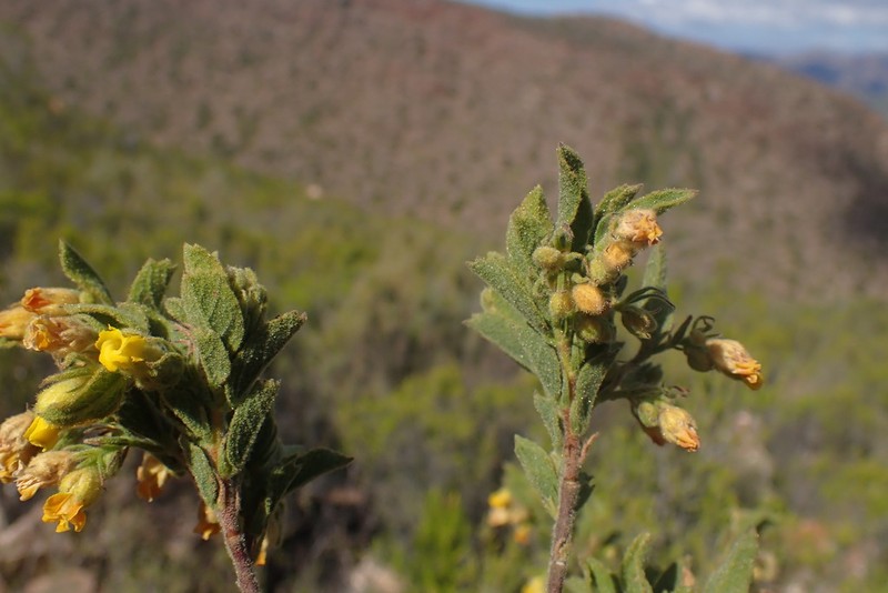 Hermannia decipiens photo 8