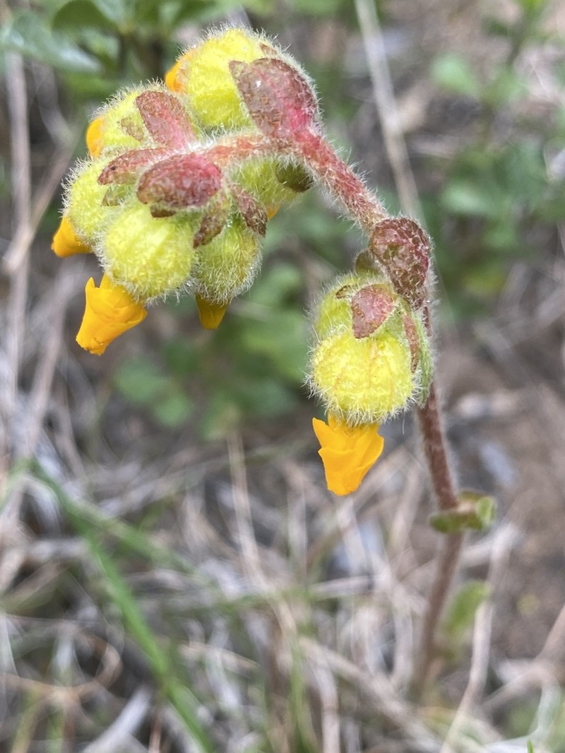 Hermannia decumbens