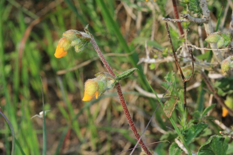 Hermannia decumbens photo 2