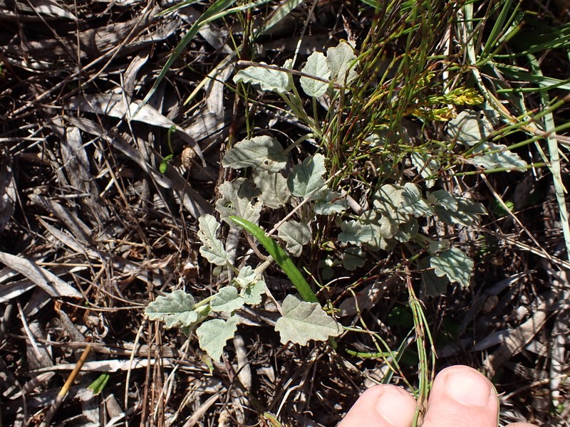 Hermannia decumbens photo 3