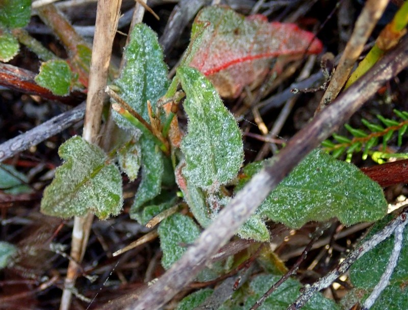 Hermannia decumbens photo 4