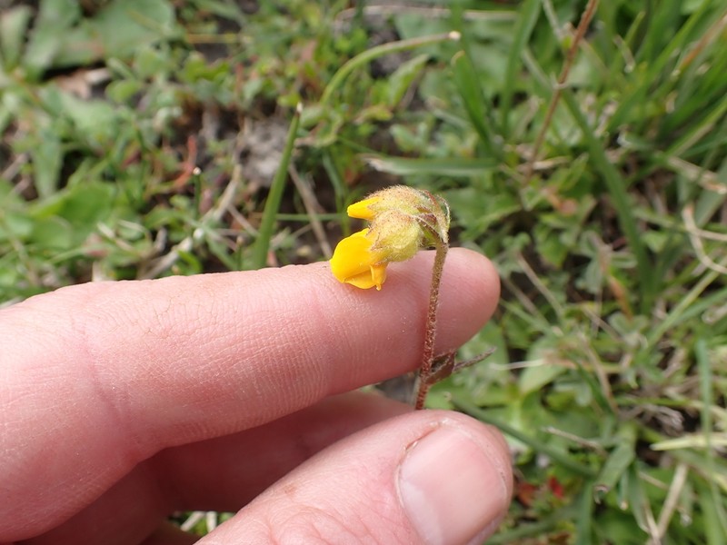 Hermannia decumbens photo 5