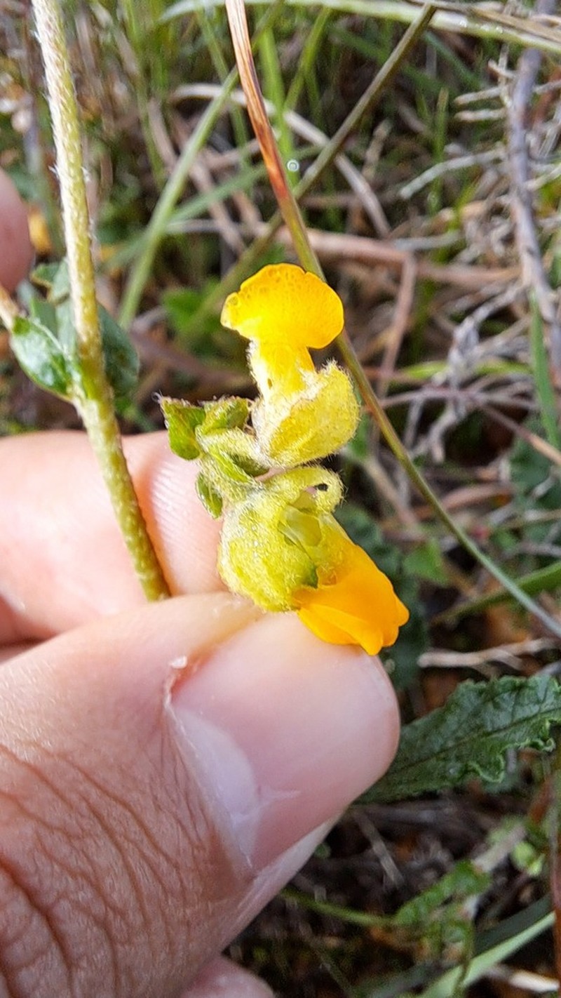Hermannia decumbens photo 6