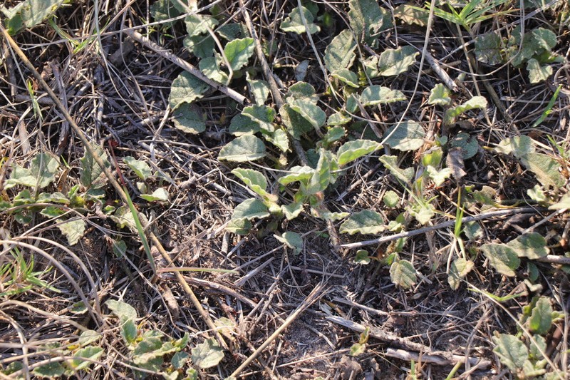 Hermannia decumbens photo 7