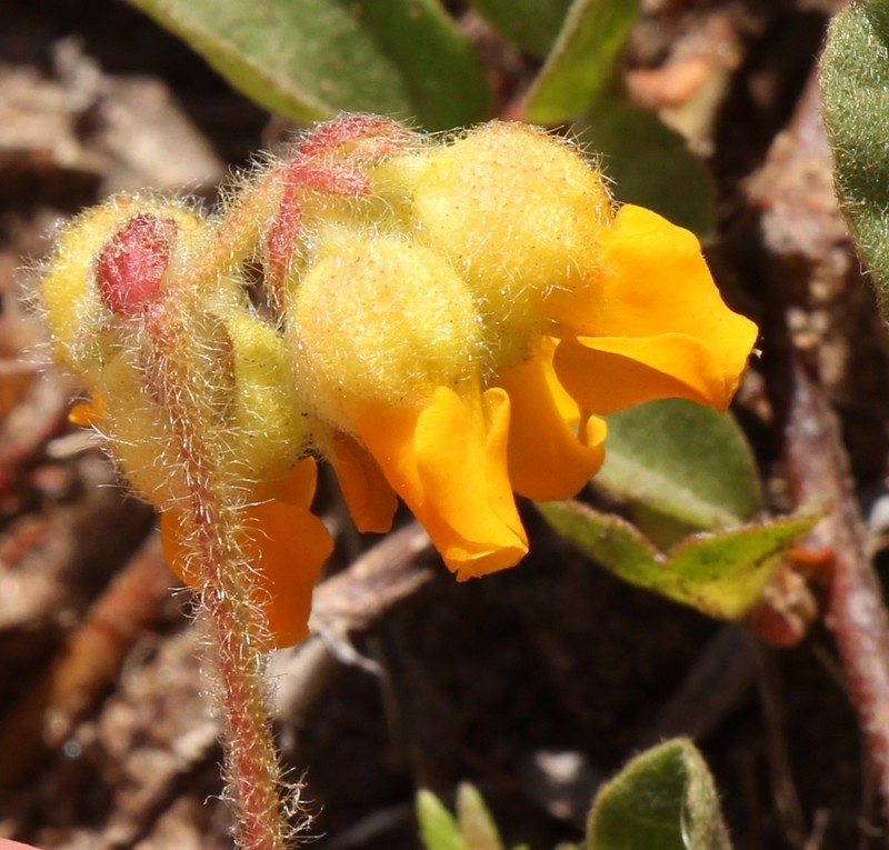 Hermannia decumbens photo 8