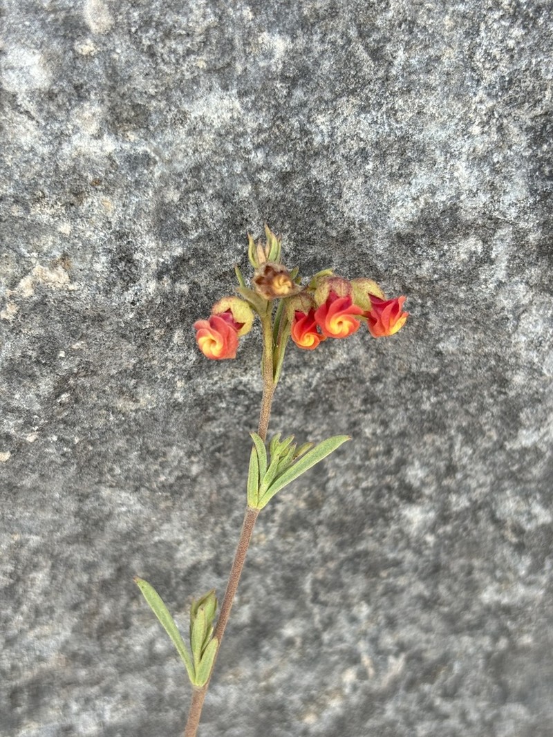 Hermannia denudata