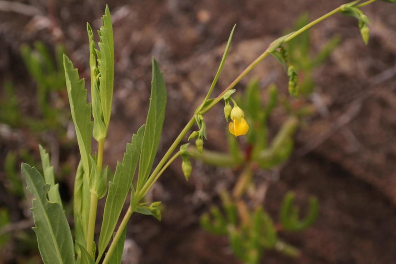 Hermannia denudata photo 2