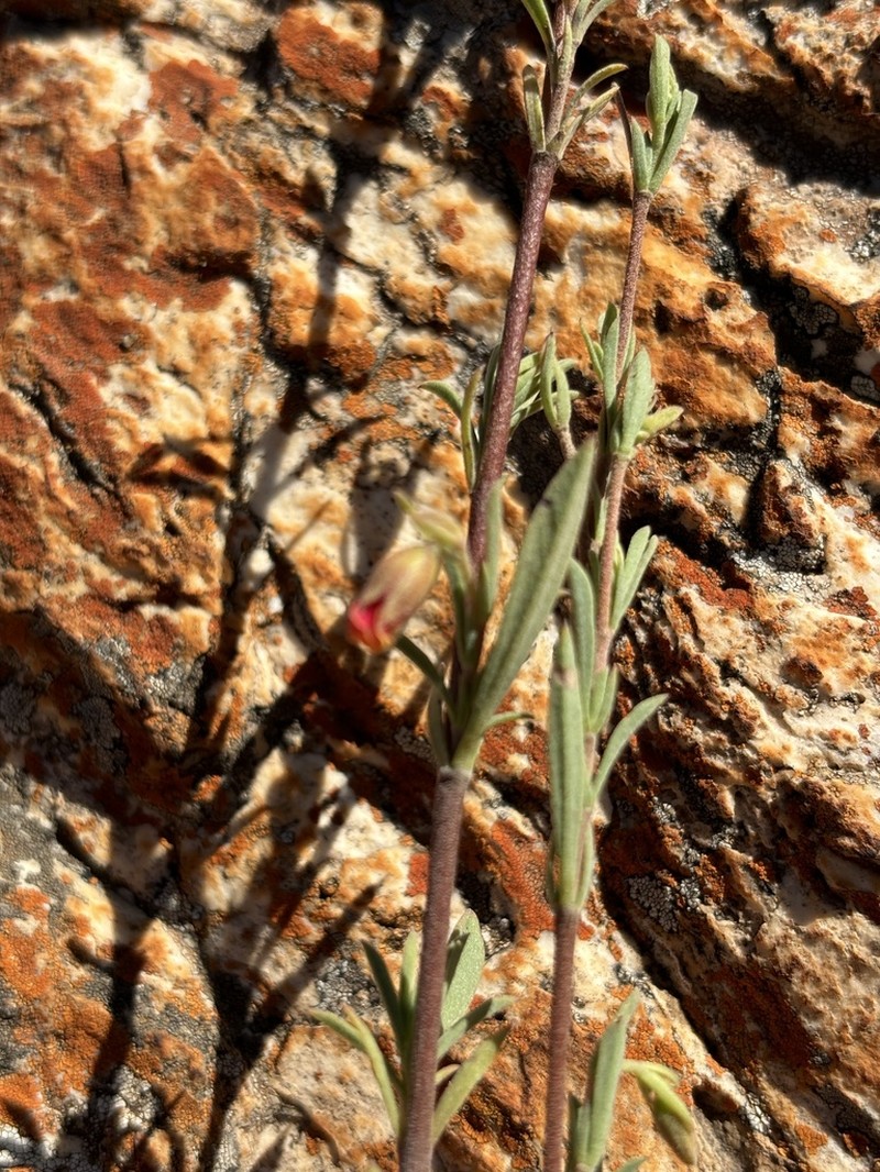 Hermannia denudata photo 3