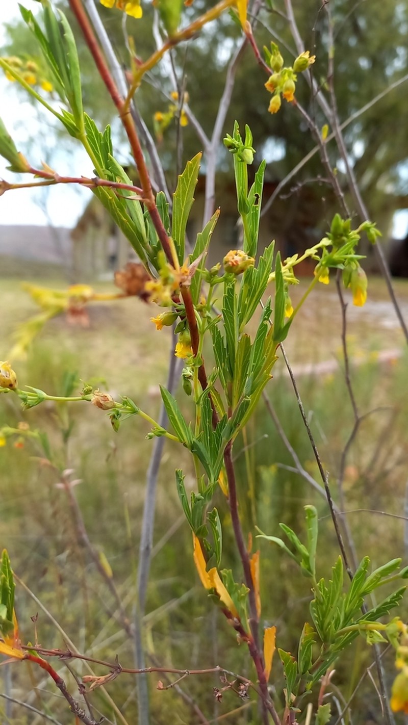 Hermannia denudata photo 4
