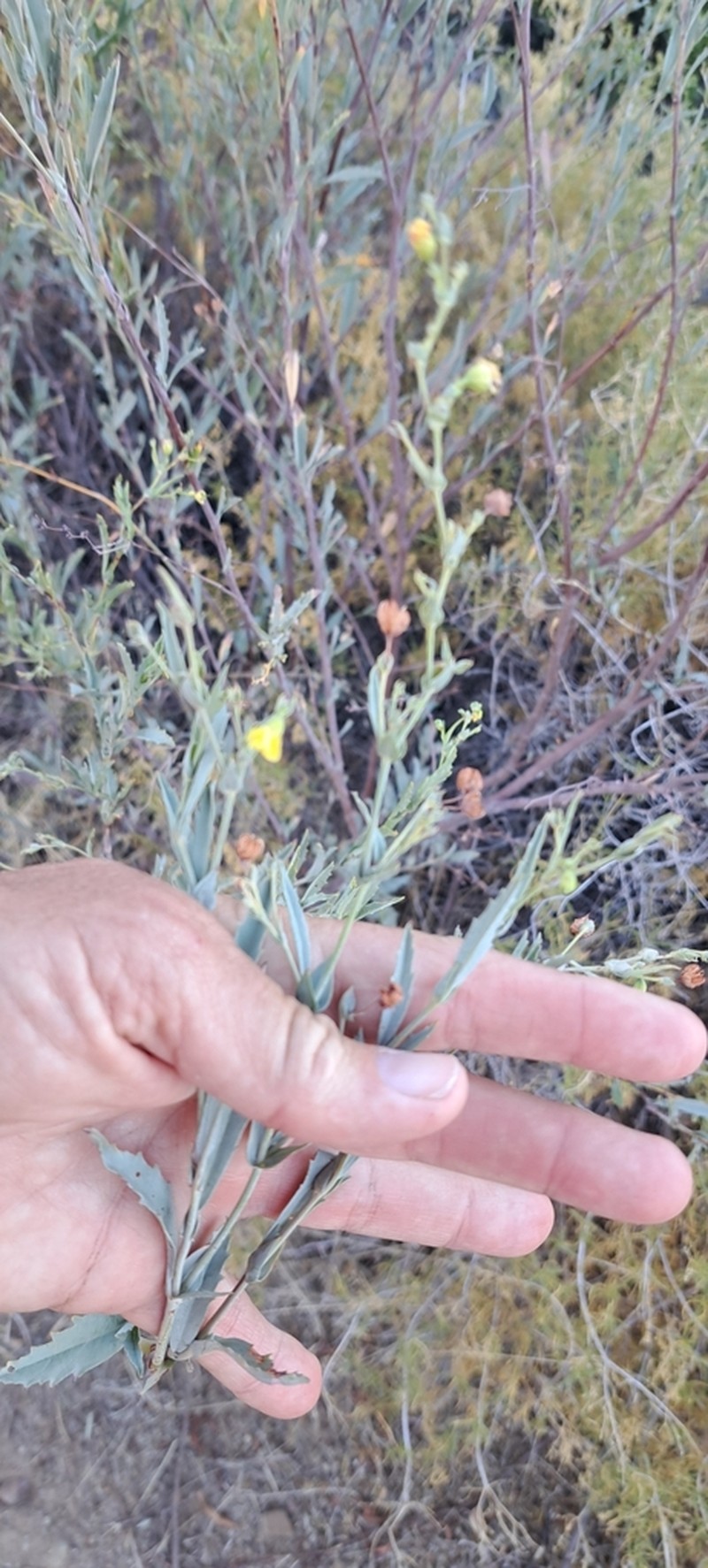Hermannia denudata photo 5