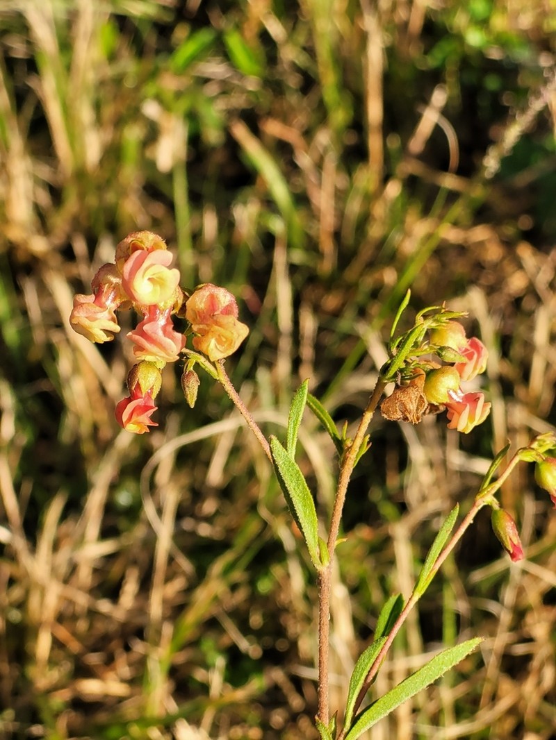 Hermannia denudata photo 6