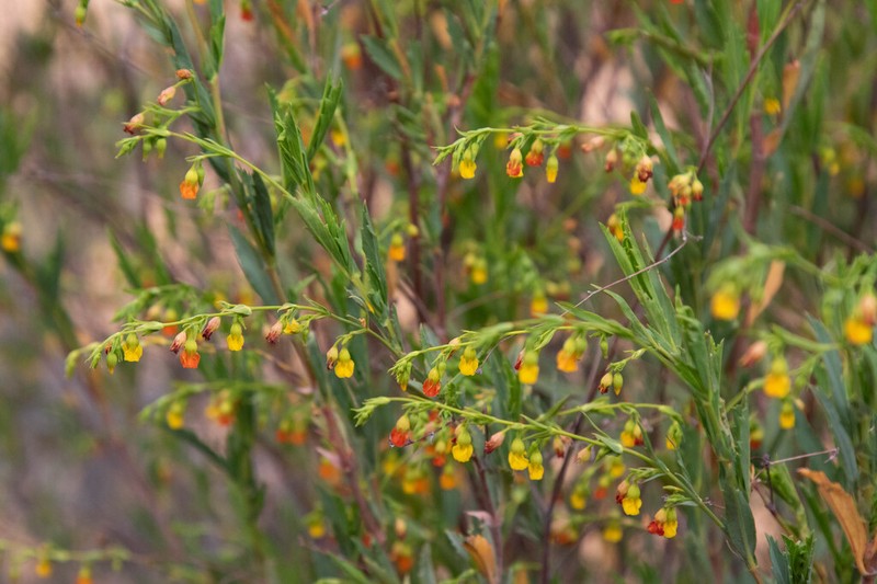 Hermannia denudata photo 7