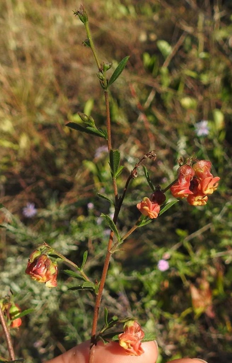 Hermannia denudata photo 8