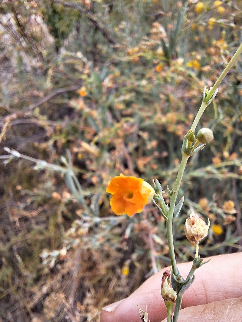 Hermannia denudata var. denudata