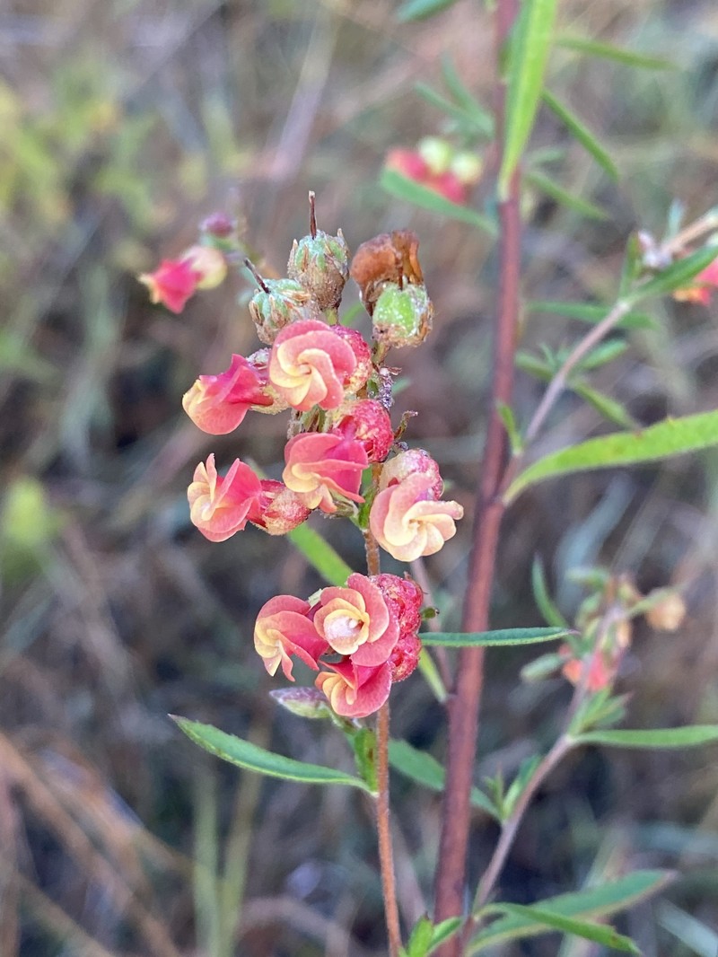 Hermannia denudata var. erecta